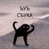 bpavuk