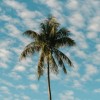 reimagined-palm-tree