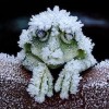 snowfrog