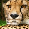 maluscat