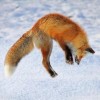 frost_fox