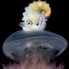 octopusonjellyfish