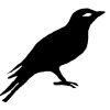 yyu